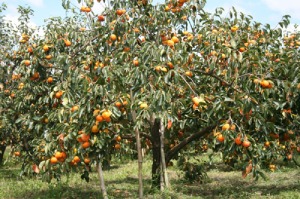 Persimon Khaki-Baum voller Früchte